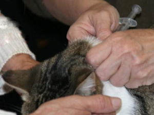 famille d’accueil,vaccins contre le coryza ,leucémie féline ,vacciner un chat,vaccins pour chat
