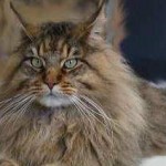 Persan,race de chat à poils longs,Maine coon ,chat très doux,scottish fold à poils longs , chat à poils courts,