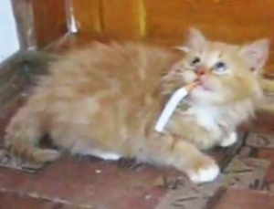 fumée de cigarette,dangers de la cigarette sur les chats ,cancers chez le chat,protéger le chat des dangers de la cigarette,faire garder un chat