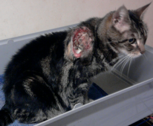 fumée de cigarette,dangers de la cigarette sur les chats ,cancers chez le chat,protéger le chat des dangers de la cigarette,faire garder un chat