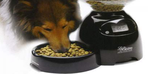 distributeurs de nourritures ,croquettes pour chien,dogsitter,distributeur automatique pour chien ,repas du chien