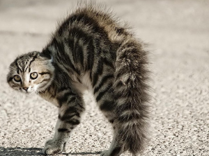 L’anxiété chez le chat ,problèmes de comportement,troubles de comportement ,crises de folies