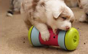 distributeur de croquette pour chien ,problèmes de destruction ,surcharge pondérale ,l’obésité canine,mode de garde 