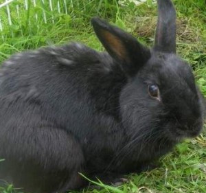 Lagomorphe,adopter un lapin ,cochon d'Inde ,l’alimentation du cochon d'Inde,Adopter un hamster ,animaux nocturnes ,
