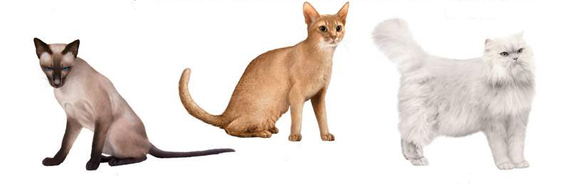 chat de gouttière race