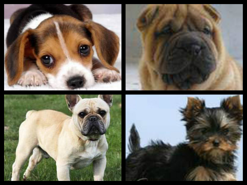 Adopter un chien de petite taille