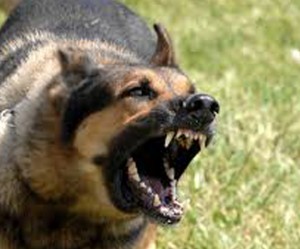 moyen de communication du chien ,L’aboiement du chien ,glapissement du chien ,gémissements du chien, hurlement du chien ,grognement du chien