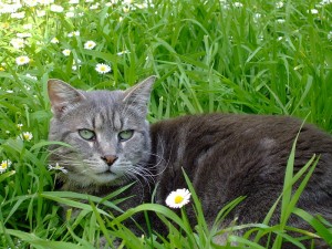 À quoi sert l'herbe à chat ? Peut-elle être dangereuse ?