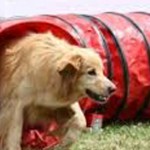 L’agility,l’éducation du chien,jeu éducatif pour chien,sport canin ,Le parcours de l’agility ,obstacles à zones ,discipline sportive canine